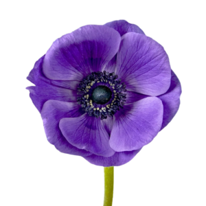 Anemone Blue