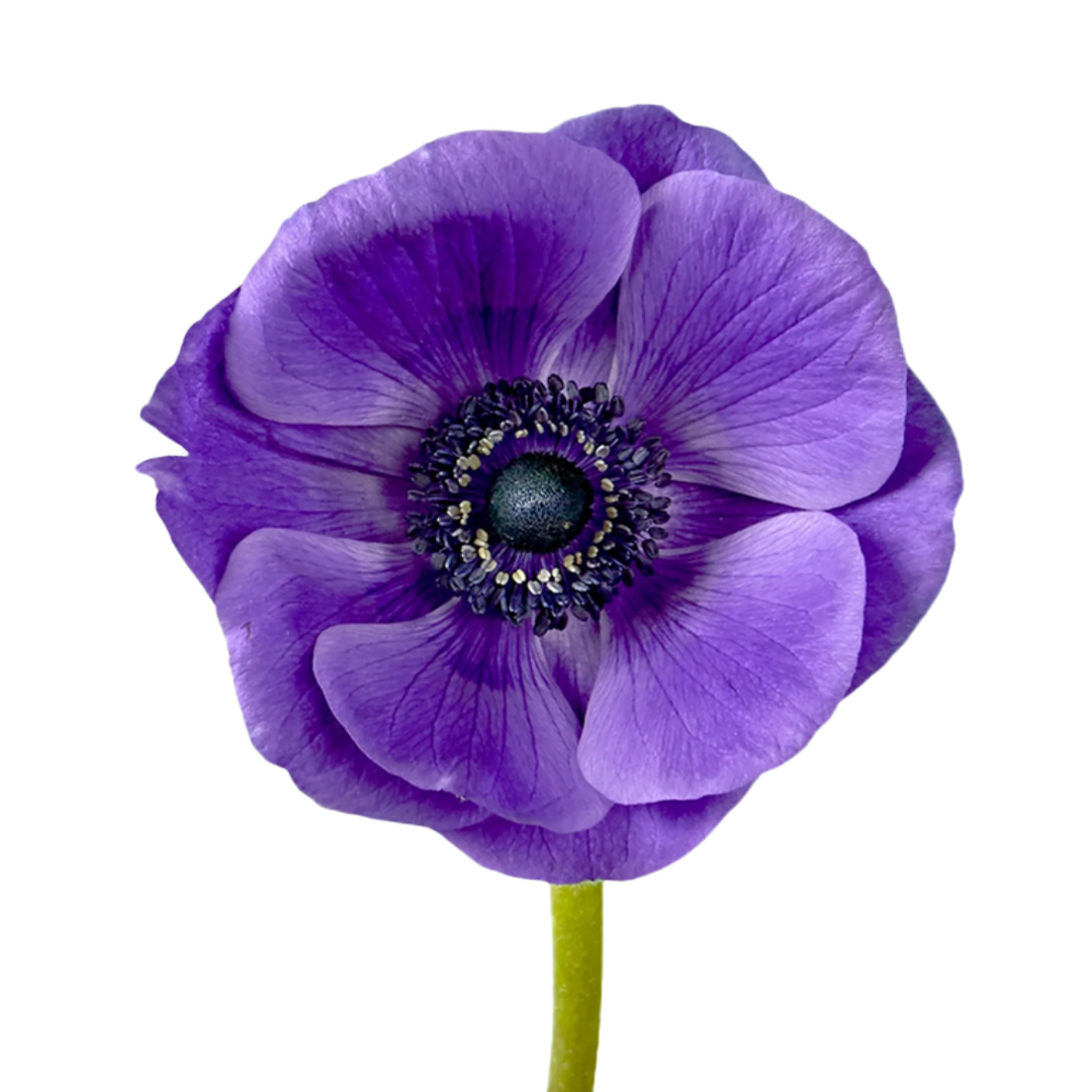 anemone-blue