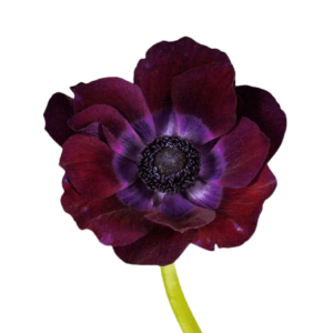 Anemone Burdeaux