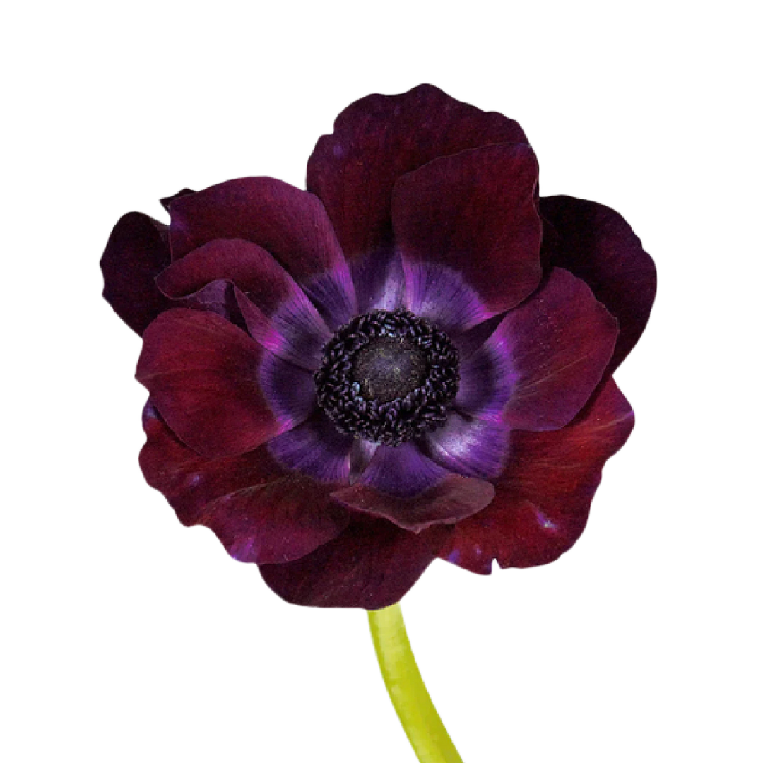 anemone-burdeaux