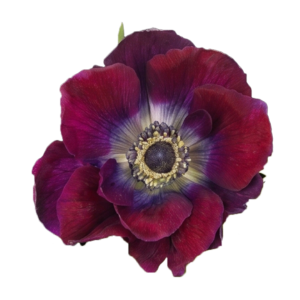 Anemone Fullstar Bicolor