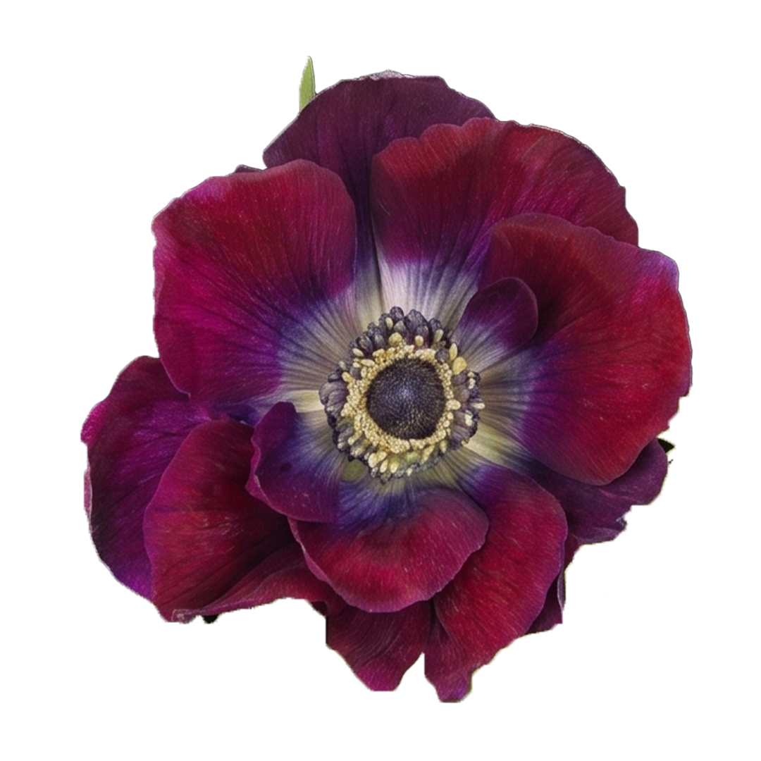anemone-fullstar-bicolor-2