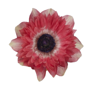 Anemone Fullstar Bicolor