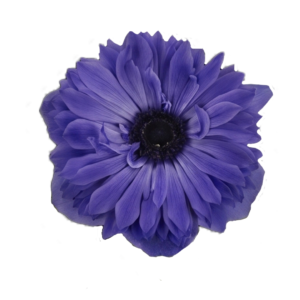 Anemone Fullstar Blue