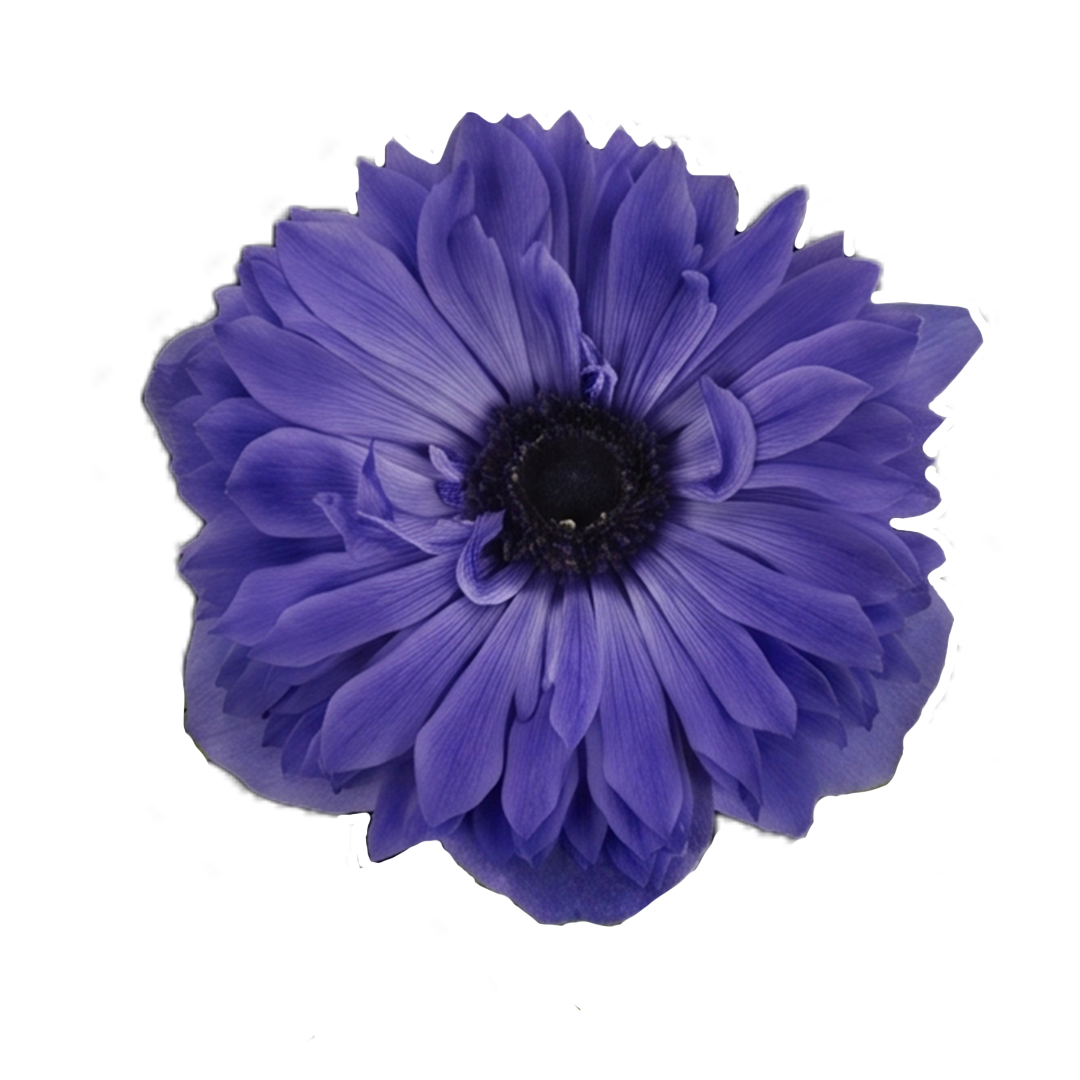 anemone-fullstar-blue