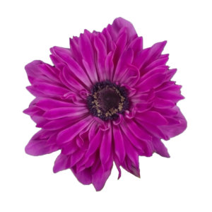 Anemone Fuchsia