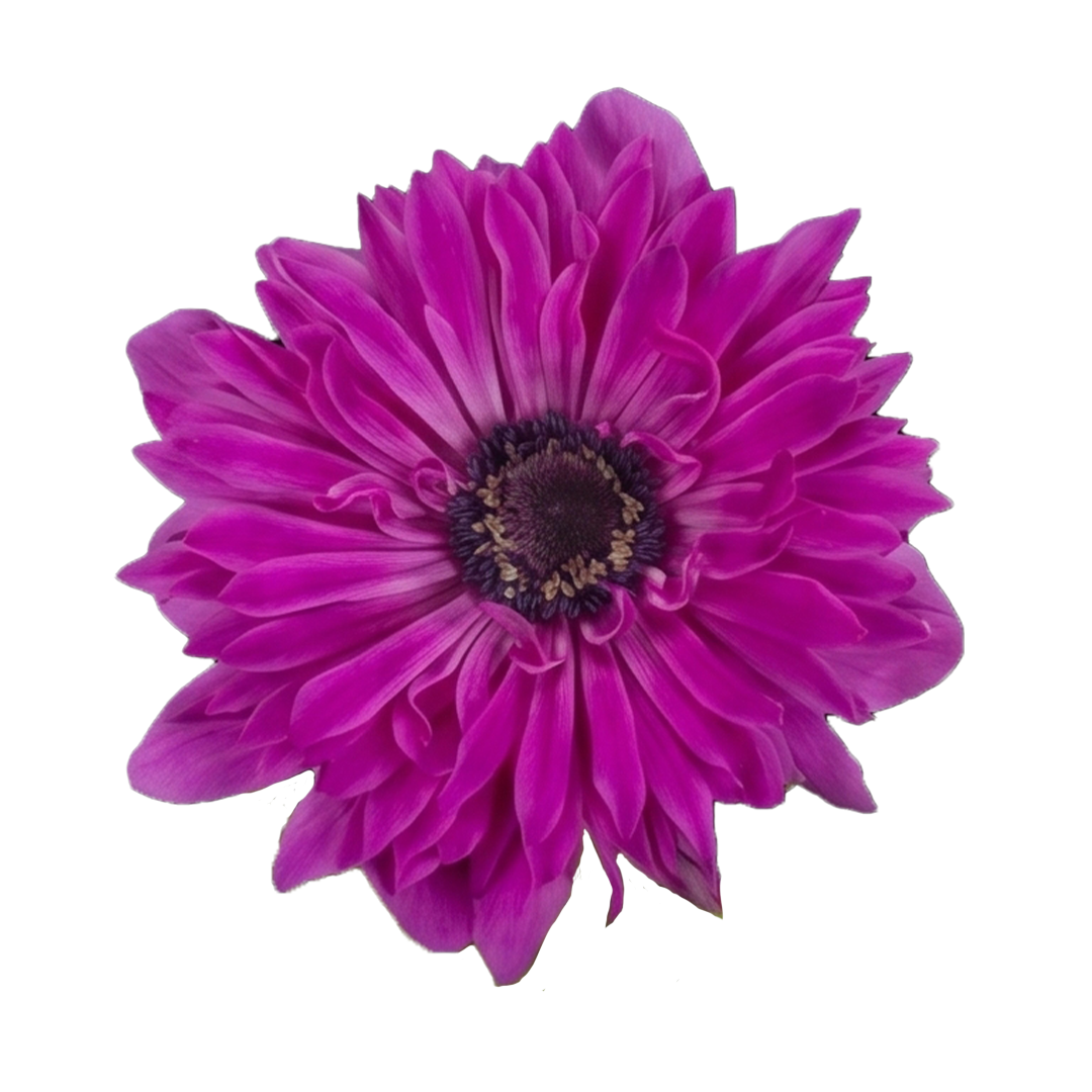 anemone-white
