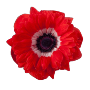 Anemone Fullstar Red