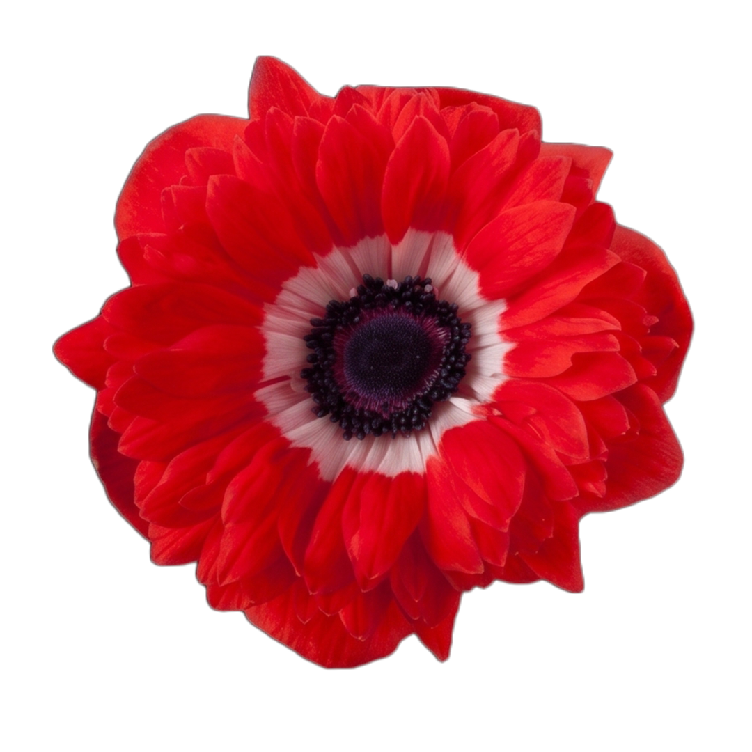 anemone-fullstar-red