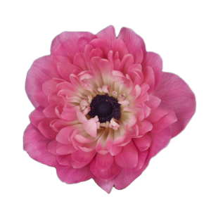 Anemone Fullstar Strawberry