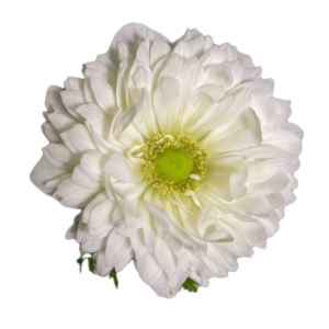 Anemone Fullstar White