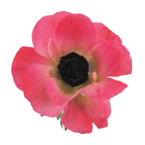 Anemone Pink