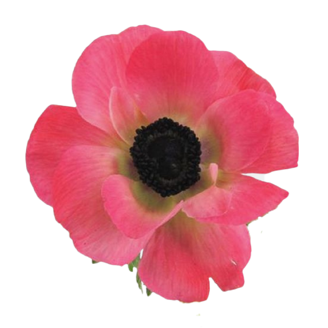 anemone-pink