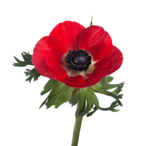 Anemone Red