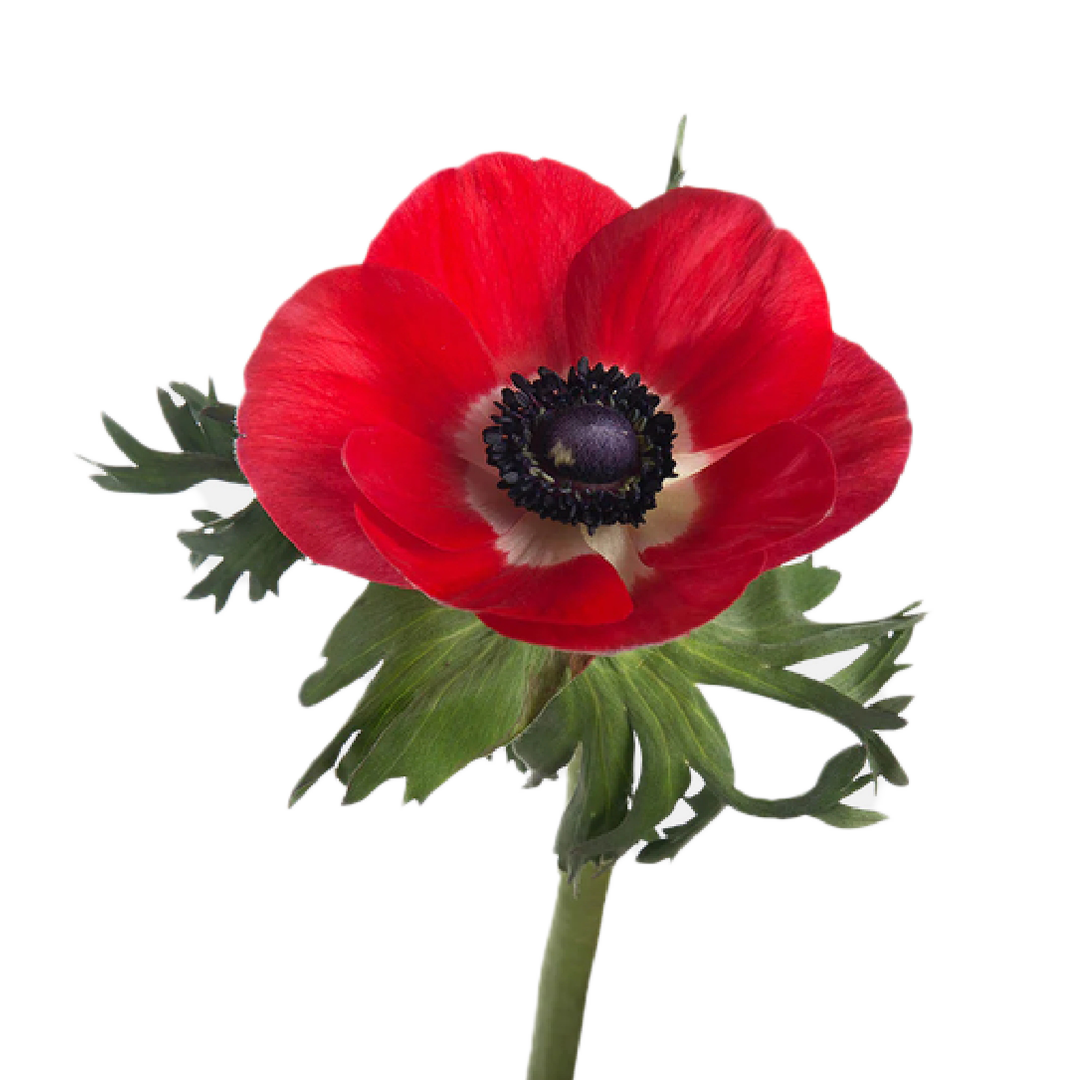 anemone-red