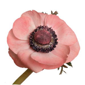 Anemone Barbie - Salmon