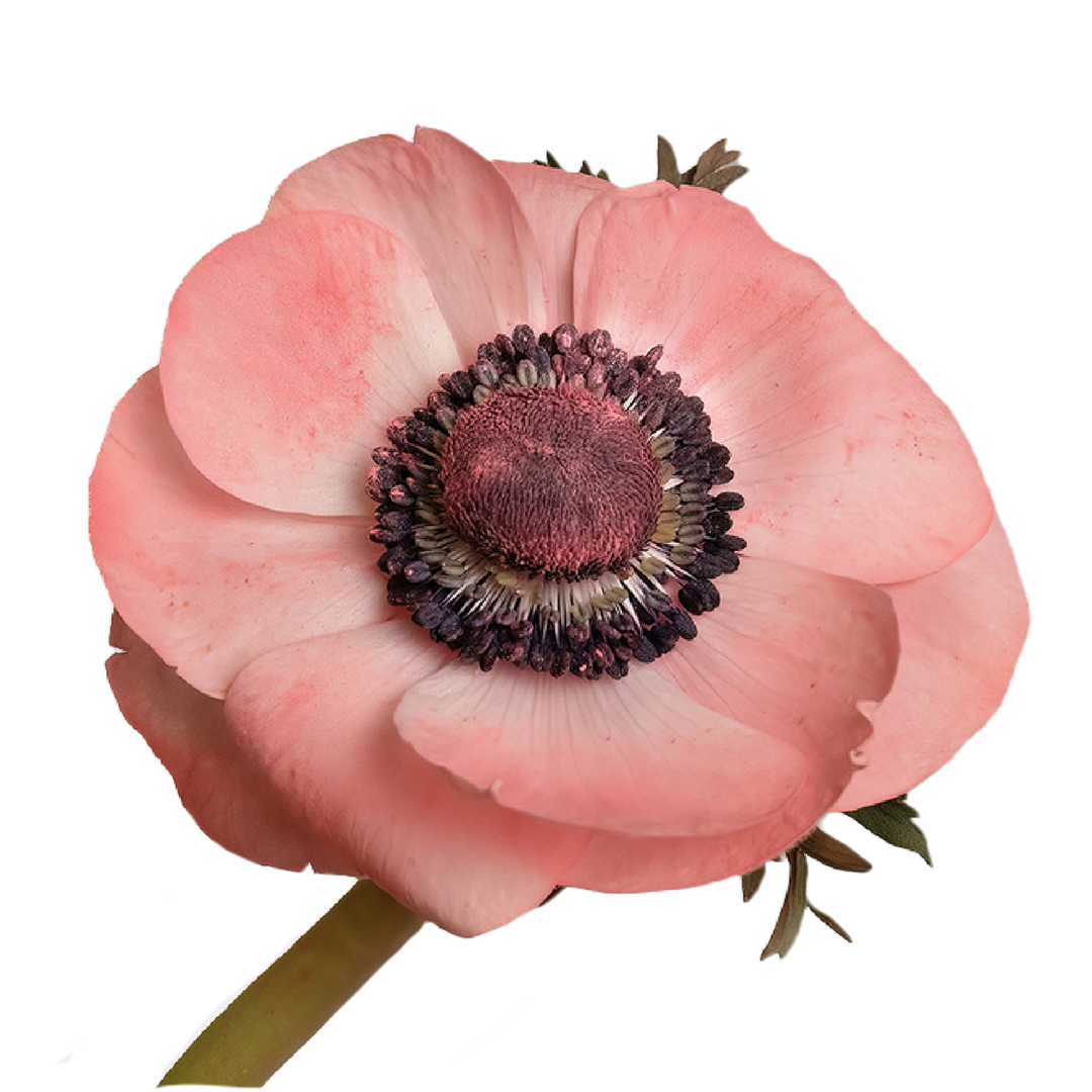 anemone-barbie-salmon