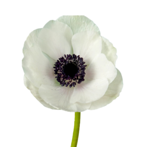 Anemone White
