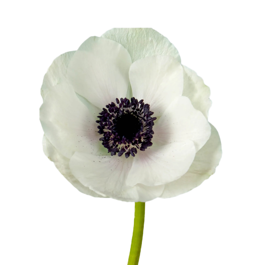 anemone-white-2