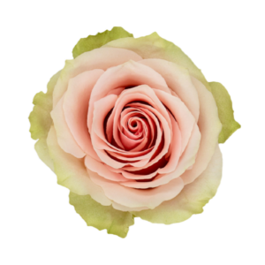 Frutetto