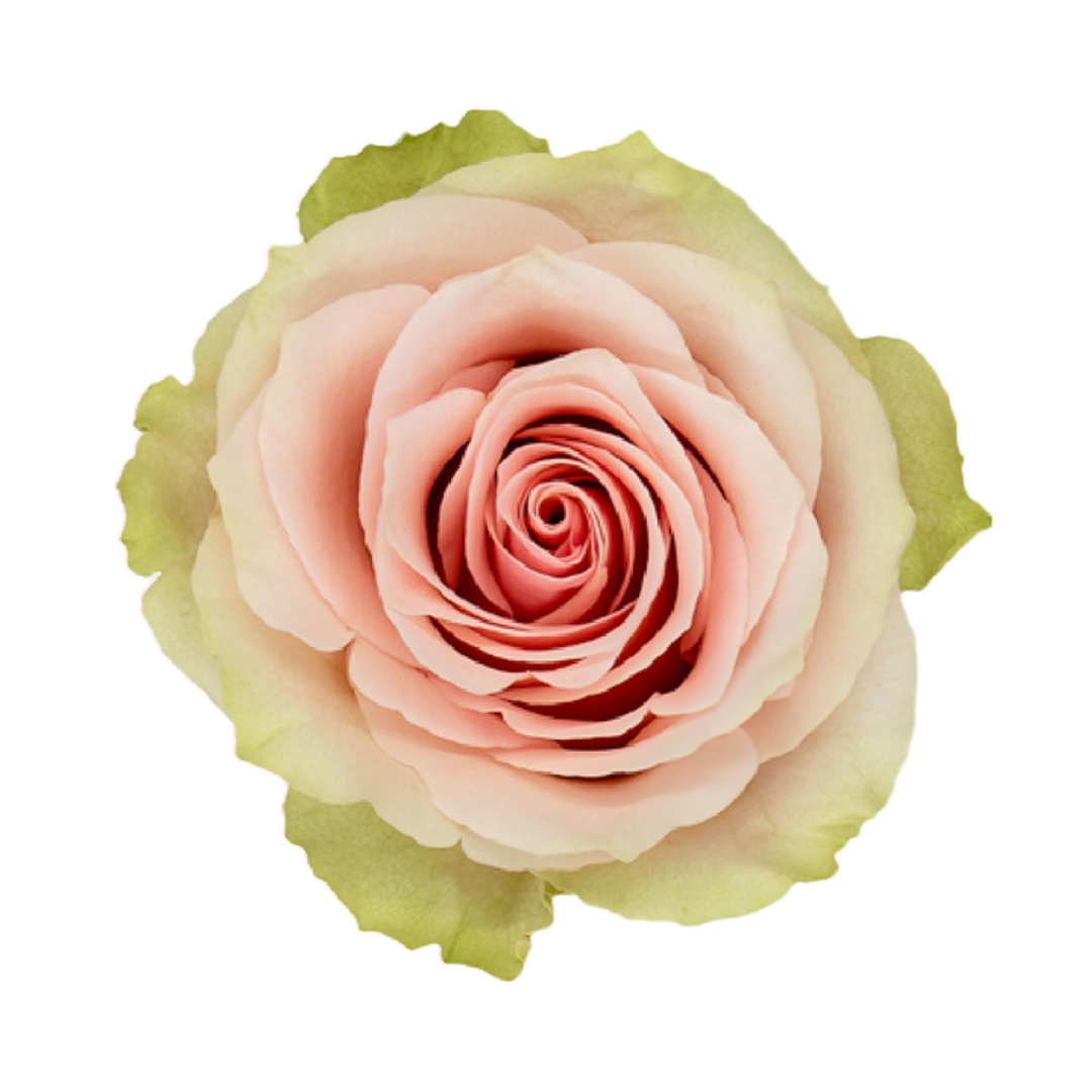 frutetto
