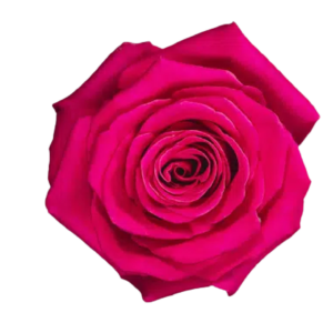 Pink Floid