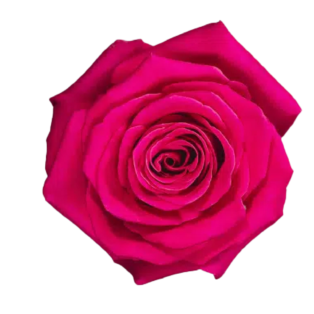 pink-floid