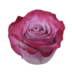 Deep Purple