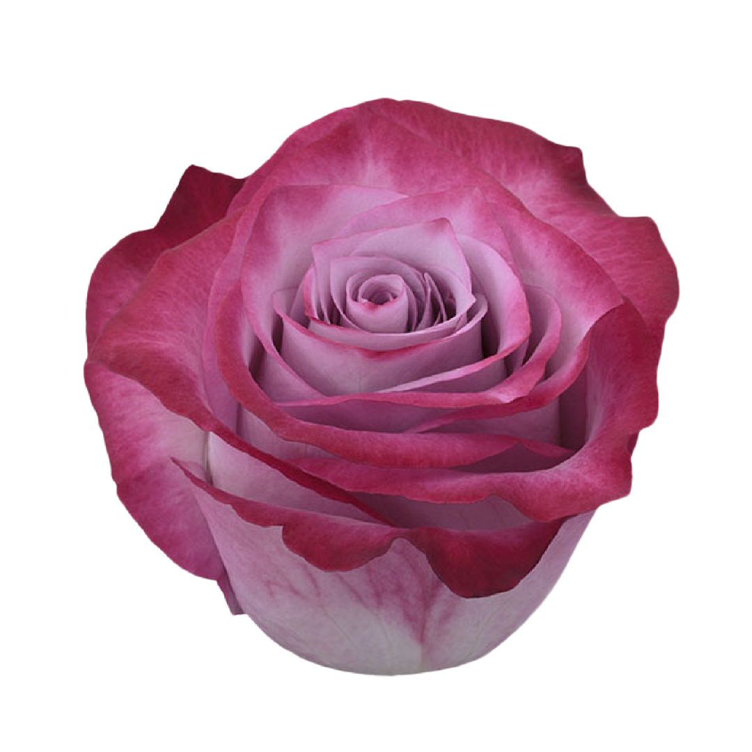 deep-purple