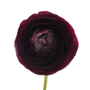 Rannunculus Burgundy
