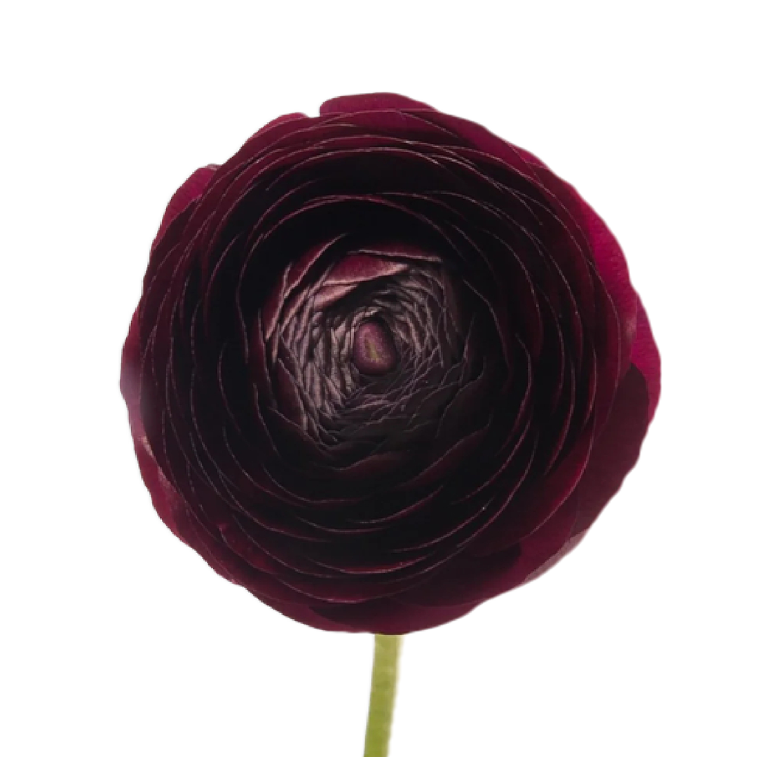 rannunculus-burgundy