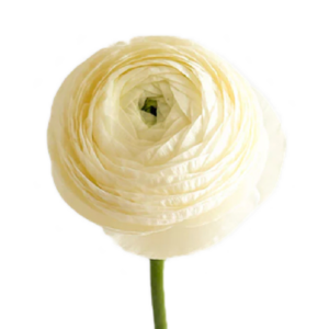 Rannunculus Cream