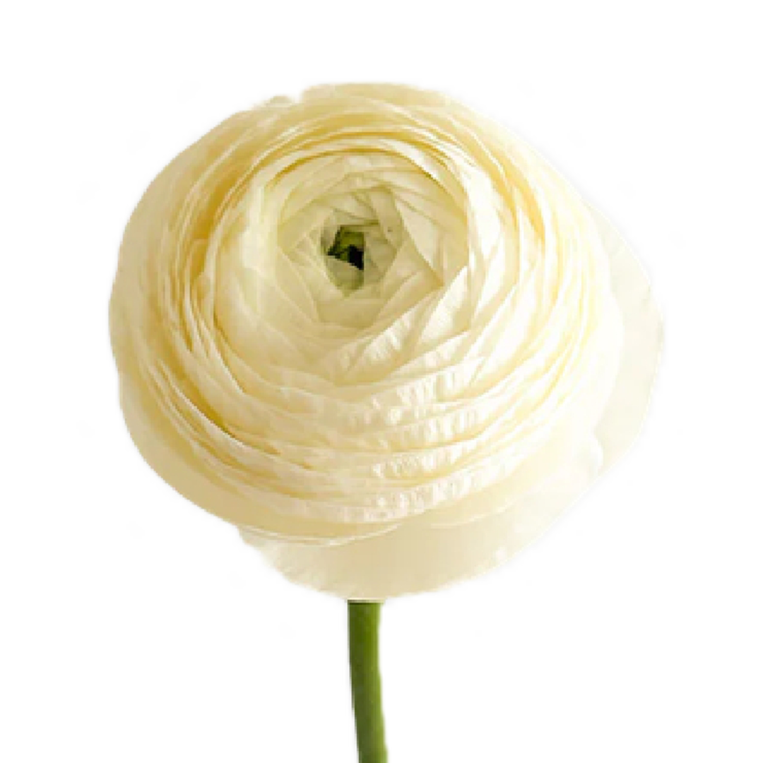 rannunculus-cream