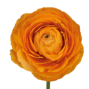 Rannunculus Orange