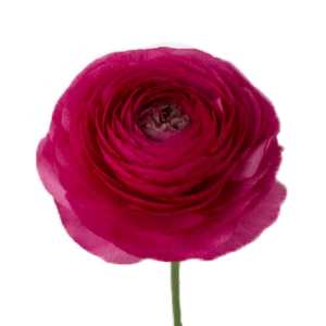Rannunculus Hot Pink