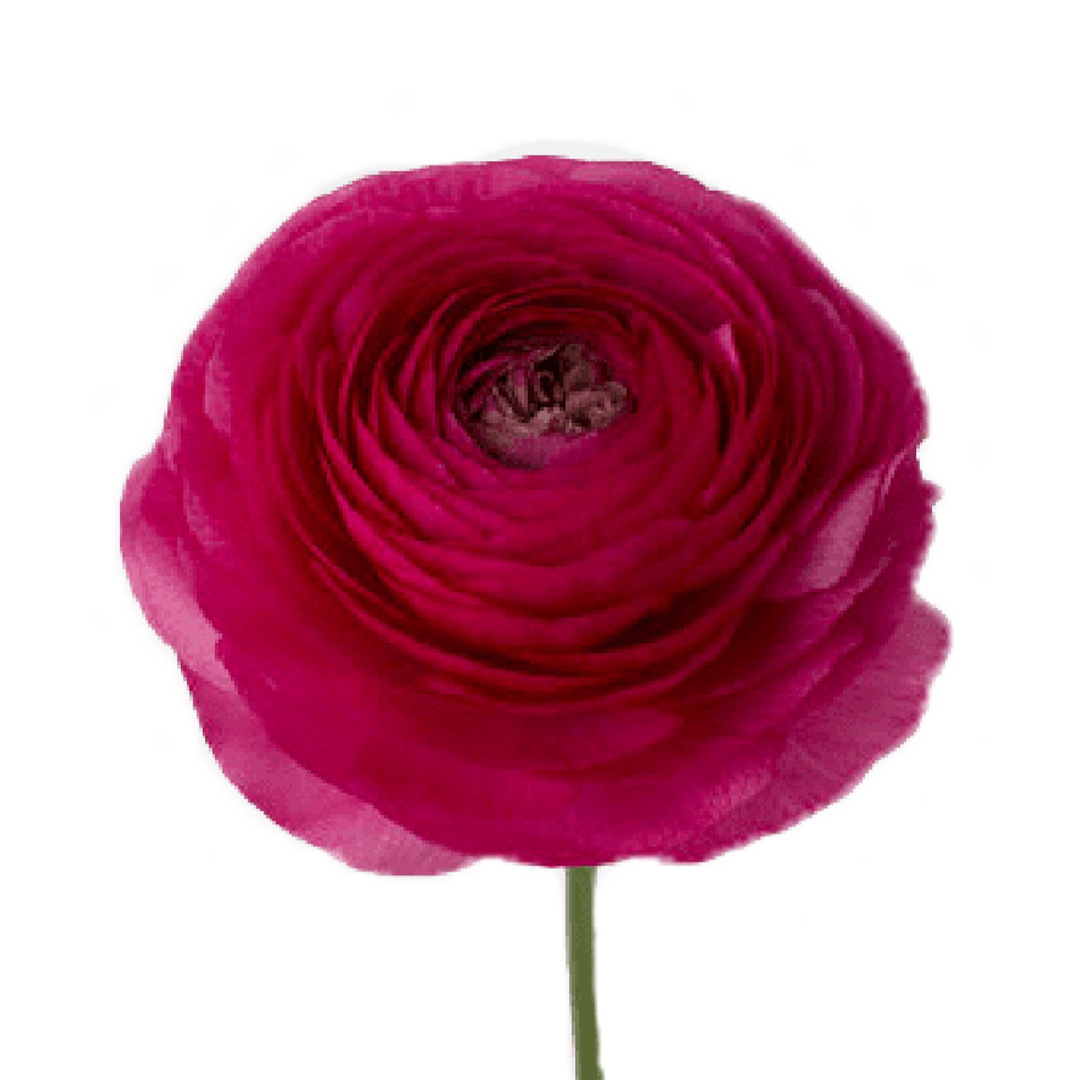 rannunculus-hot-pink