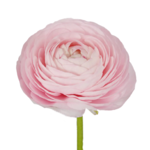 Rannunculus Pink
