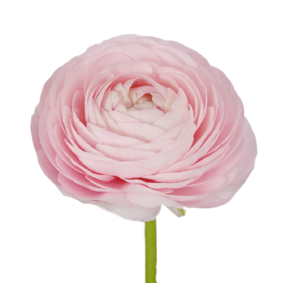 rannunculus-pink