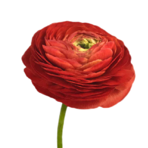 Rannunculus Red