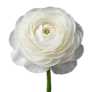 Rannunculus White