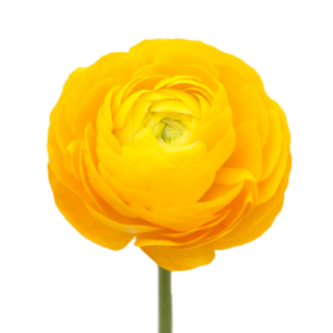 Rannunculus Yellow