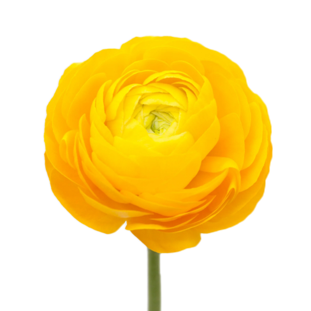 rannunculus-yellow