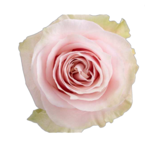 Pink Mondial