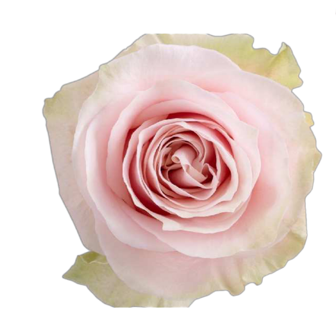 pink-mondial