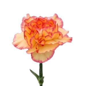 Carnation Bicolor