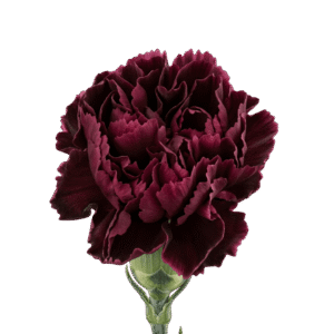 Carnation Burgundy