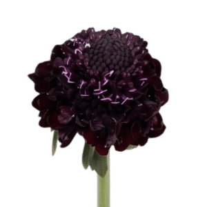 Blackberry