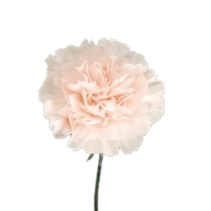 Carnation Cream