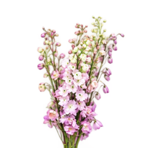 Delphinium Asolat