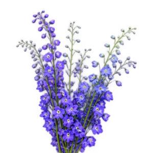 Delphinium Blue Bird